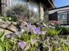 Reserviert - Einfamilienhaus mit Garage, Carport und gepflegtem Garten - 16540 Hohen Neuendorf - Blumen im Vorgarten