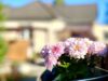 Reserviert! Einfamilienhaus im Bungalowstil inklusive Teilkeller und uneinsehbarem Gartenbereich in Nassenheide! - Blumenimpression