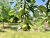 Reserviert - Einfamilienhaus in bester Lage - Sachsenhausen - Gartenimpression