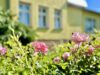 Reserviert bis 21.06.2024 Ein- oder Zweifamilienhaus ? Sie entscheiden ! - Wittstock - Gartenimpression