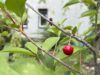 Einfamilienhaus mit 3 Zimmer und Vollkeller – Sachsenhausen - Gartenimpression