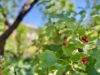 Kleiner Bungalow zum Verlieben – voll ausgestattet mit Keller, Pool und Erholungsgrundstück in Eigentum in Rheinsberg - Gartenimpression