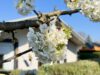 Ihre private Oase im Grünen: Attraktives Freizeit-Pachtland für Natur- und Wasserliebhaber in Oranienburg! - Gartenimpression